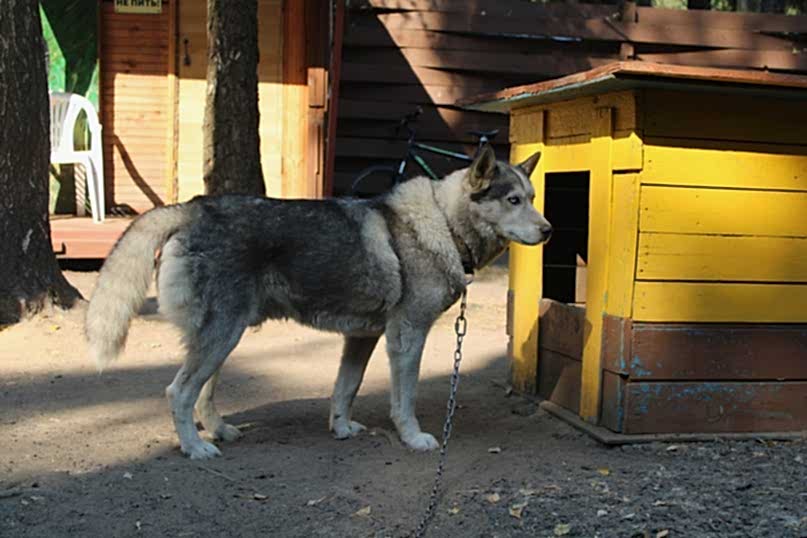 Катание на упряжках с Хаски