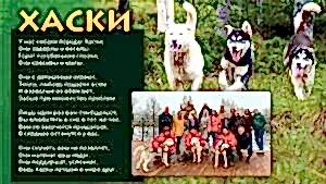 Катание на Хаски